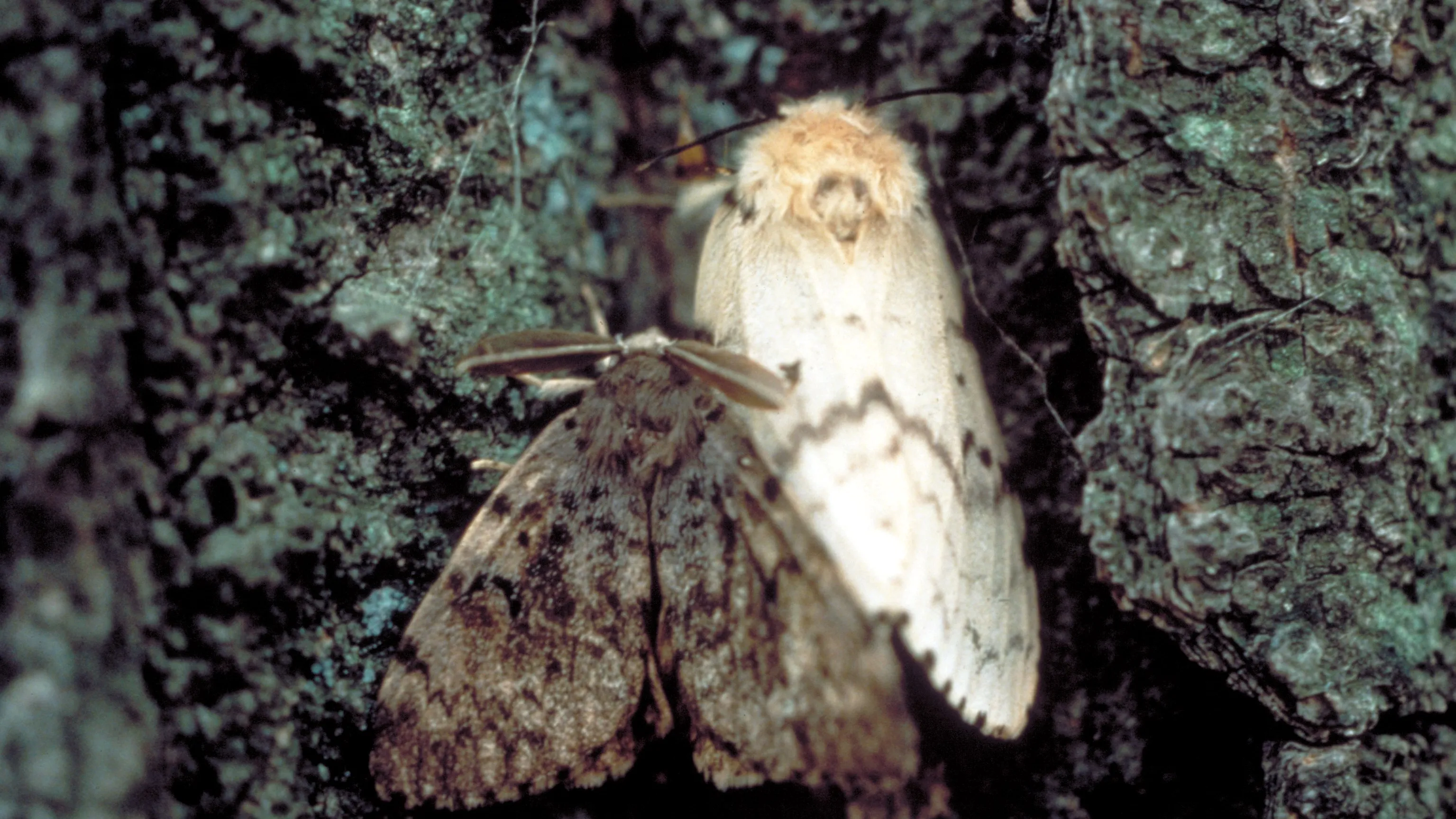 Gypsy moth infestation treatment